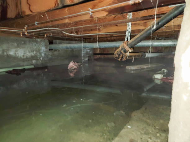 Best Basement water damage restoration  in Head Of The Harbor, NY